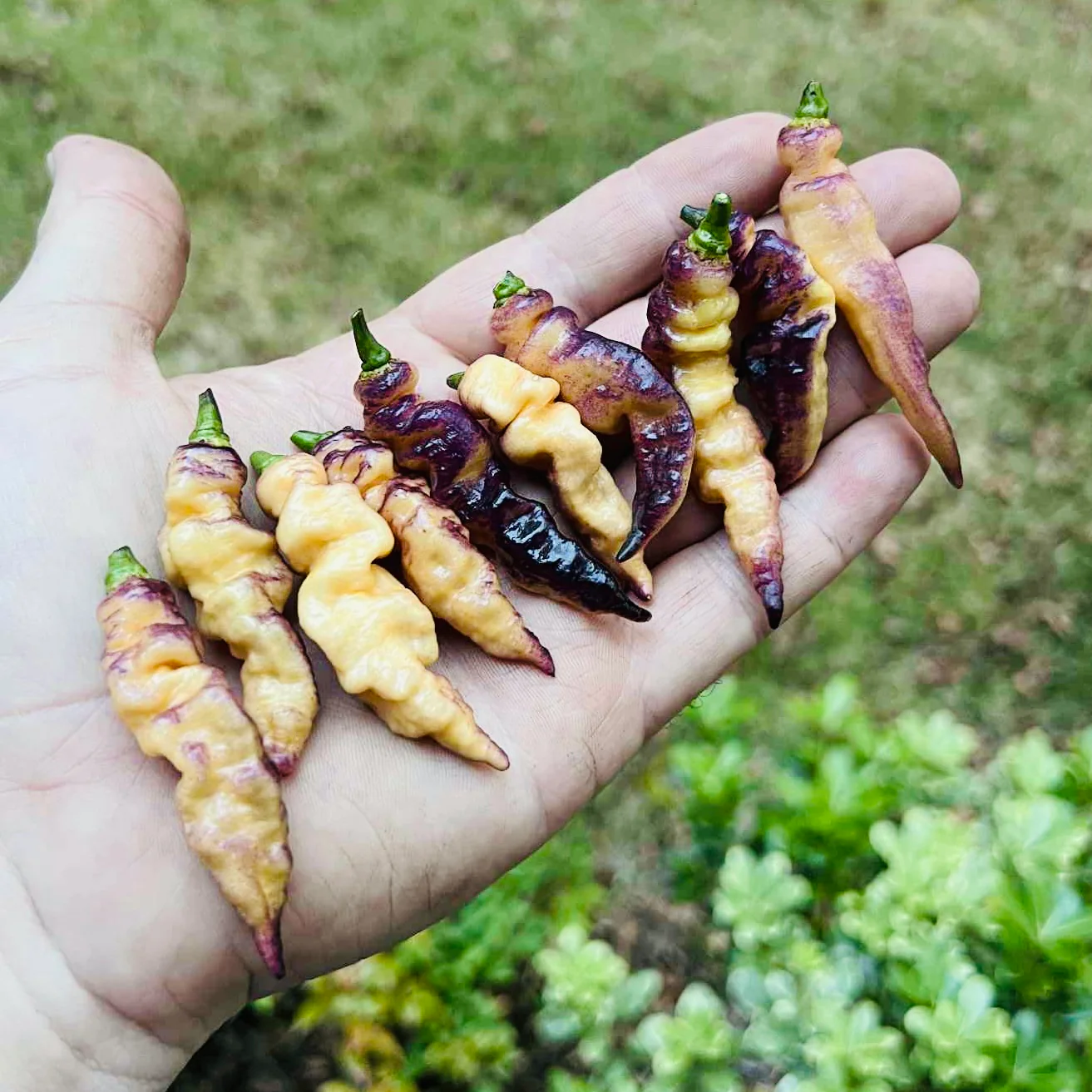 Small Seeds, Big Flavor Impact